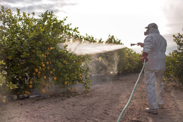Best Pest Control Treatment  in Holly Springs, GA